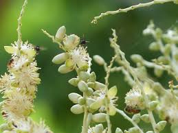 Image result for Adonidia