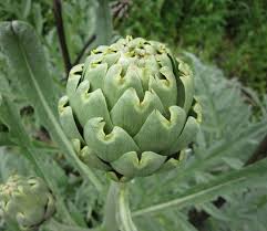 Artichaut Cynara Scolymus Artichaut Jardinage Potager Jardinage