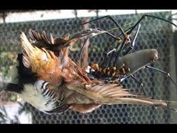 Birds pecking in your yard predict a loved and awaited guest is coming your way. Amazing Watch This Gigantic Spider Eat A Bird Water N Woods Spider Eating Bird Species Bird Spider