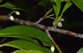 Image result for Pentaphylacaceae