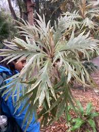 Image result for Bocconia arborea