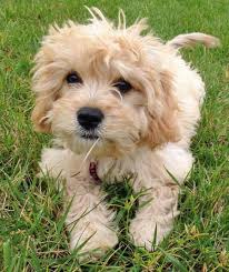 Black Bichon Frise Puppy Lily The Bichon Frise Mix Puppy Breed Bichon Frise Cavalier King Charles Spaniel Dog Breeds Cute Dogs Puppies