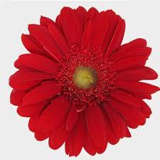 Choosing wedding flowers that fit your style and match your color palette isn't always easy—especially if you don't know a dahlia from a daisy. Gerbera Daisy Red Wholesale Blooms By The Box