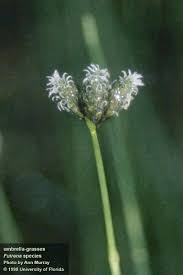 Image result for Fuirena abnormalis