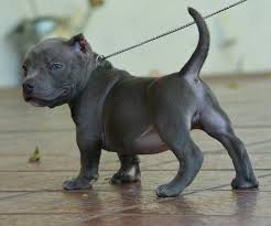 Reasons Why Most Breeders Love American Bully Pocket Pocket Pitbull Dogs Dogs And Puppies