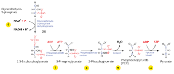 Glycolysis Biology For Majors I