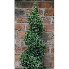 A single, graceful specimen may be paired with a fountain or. Unbranded 6 23 Gal Boxwood Spiral Holid In The Shrubs Department At Lowes Com