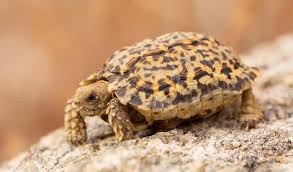 Image result for Tolpis capensis