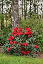 Now This Is An In Your Face Rhododendron Taurus From Rhody Royalty Jean Marie De Montague X Strigillosum In 1972 Seems Rhododendron Plants Small Garden