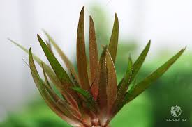 Image result for Xyris