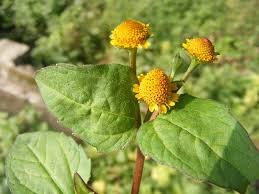 Image result for Aspilia ciliata