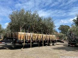 Swan hill olive olea swan hill medium growing rounded evergreen. Olive Trees For Sale Fruitless Swan Hill And Mature Olive Trees Olive Tree Farm