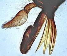 Horse Fly Wikipedia