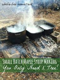 Small Batch Maple Syrup Making You Only Need 1 Tree Whole Fed Homestead
