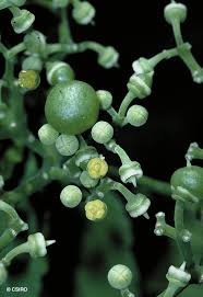 Image result for Cayratia gracilis