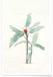 La redoute specialises in ready to wear apparel and home decor, la redoute is the 2nd largest seller of women's apparel and the 3rd largest seller of linens in france. Musa Coccinea Redoute Pierre Joseph Poster Juniqe