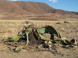 Image result for Welwitschiella