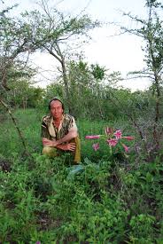 Image result for Crinum stuhlmannii