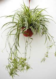 Chlorophytum Variegata Cinta Malamadre Y Lazo De Amor Exposicion Al Sol Moderada Precisa Riego Abunda Lazo De Amor Planta Decoraciones De Jardin Jardines