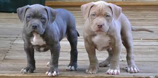 Proper training and supportive encouragement the good news is that dogs tend to be fast learners. Pit Bull Puppy Training