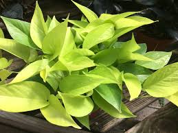 Download and use 10,000+ indoor plants stock photos for free. National Indoor Plant Week Pothos Pegplant