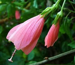 Image result for Malvaviscus