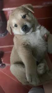 Chó Cỏ Lúc Nhỏ | TikTok