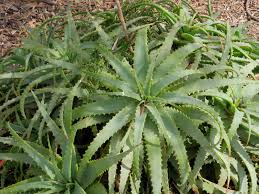 Aloe Arten Ein Kleiner Uberblick