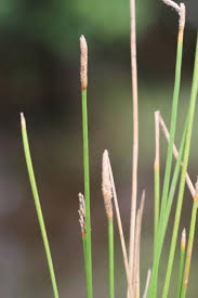 Image result for Schoenoplectiella roylei