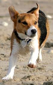 This should also keep your dog mentally fit and happy, and help it to remain diverted from mental issues like separation anxiety. Pembroke Welsh Corgi Jack Russell Terrier Mixed Breed Dog Online Dog Encyclopedia Dogs In Depth Com