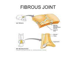 Fibrous Joints Are Connected Via Fibrous Connective Tissue Collagen Examples Of Fibrous Joints Are Sutures Shown Above And Science Biology Joint Collagen