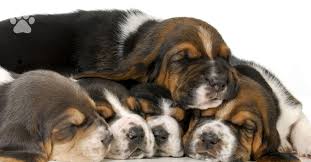 Browse through our breeder's listings and find your perfect puppy at the perfect price. Caring For Basset Hound Puppies Trudog