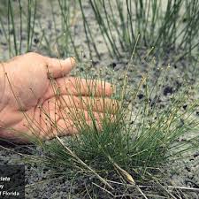 Image result for Eleocharis atropurpurea