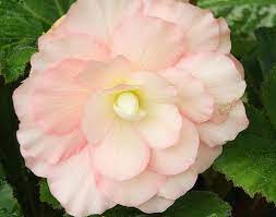 Pink Tinged White Begonia Jpg Flowers Begonia Botanical Gardens