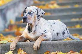 Catahoula Leopard Dog Dog Breed Information American Kennel Club