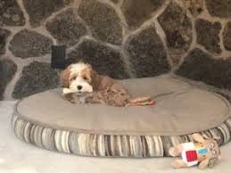 Most pets arrive at shelters because the owner had to move, could no longer afford the pet, had a death in the family, or simply gave up the responsibly of being a care taker for a chinchilla. Comprehensive Pet Therapy And Dog Training Eugene Oregon