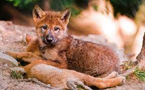 Red Wolves Animal Kingdon Baby Wolves Beautiful Wolves