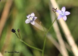 Image result for Wahlenbergia undulata