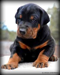 Here i have my stunning black and tan female doberman izzy who is looking for her forever 5* home. Meet The Breeders Of Unique Dobermans Large Boned Unique Doberman Puppies For Sale