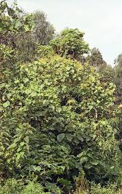 Image result for Neoboutonia