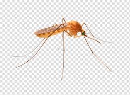 There are more kinds of them than of all animal species. London Mosquito Control Termite Insect Pest Control Ant Cockroach Insecticide Transparent Background Png Clipart Hiclipart