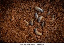 Larvae in my garden soil; Group Beetle Larvae On Soil Stock Photo Edit Now 375488008