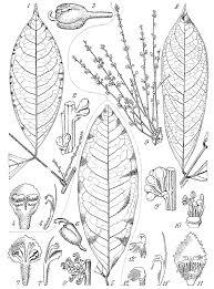 Image result for Pancovia