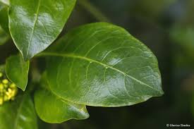 Image result for Psychotria cinerea