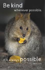Image Result For Inspirational Animal Quotes Inspirational Animal Quotes Really Cute Puppies Quokka
