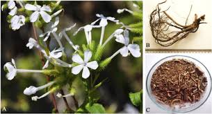 Image result for Plumbago zeylanica