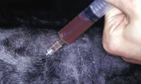 Image result for Dissotis glandulosa