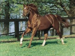 The Greatest Racehorse Secretariat Videos De Caballos Caballos De Carreras Carreras De Caballos