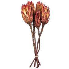 4.7 out of 5 stars 39. Red Yellow Tropical Repens Protea Hobby Lobby 545145 Dried Flowers Yellow Tropical Unusual Flowers