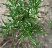 ローズマリーの葉先が くるくると丸まっています ご教示ください 春に Yahoo 知恵袋